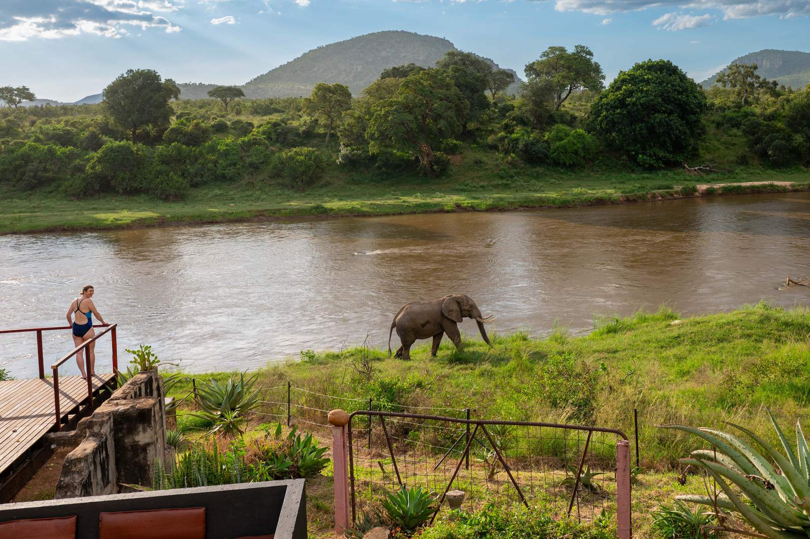 Elephant walking along the Crocodile River bank seen from the lodge