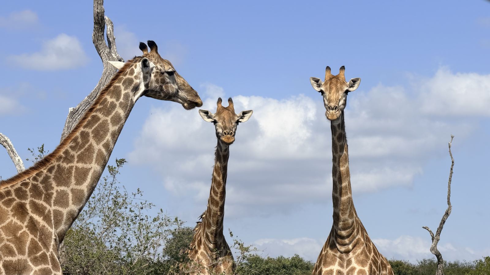 Three giraffes against a blue sky